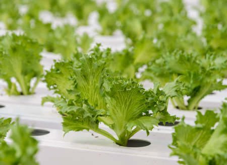 Hydroponic Fillie Iceburg leaf lettuce vegetables plantation in aquaponics systemの写真素材