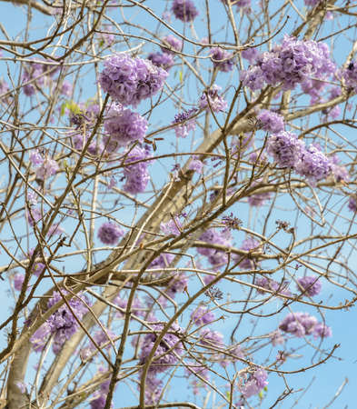 Jacaranda tree with a bunch of purple flower on blue sky background