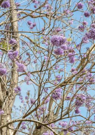 Jacaranda tree with bunches of purple flower in full bloomの写真素材
