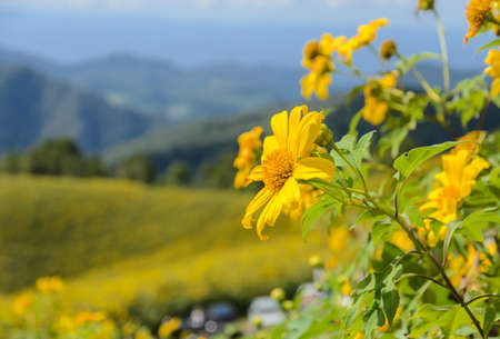 Wild Mexican sunflower blooming valley (Tung Bua Tong ) at Doi Mea U Koh in Maehongson Province, Thailand.の写真素材
