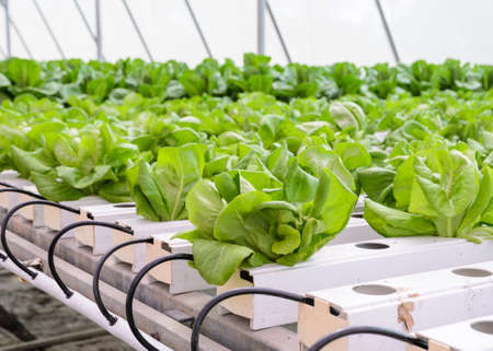 Organic Hydroponic butterhead leaf lettuce vegetables plantation in aquaponics systemの写真素材