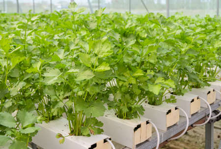 Organic Hydroponic Chinese celery vegetables plantation in aquaponics systemの写真素材