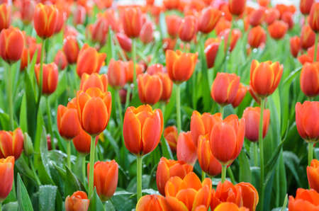 Beautiful orange tulip flowers field in the springの写真素材