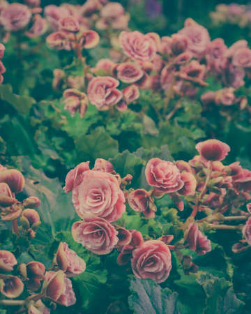 Beautiful Red Tuberous begonias  in garden. Vintage filtered effect imageの写真素材