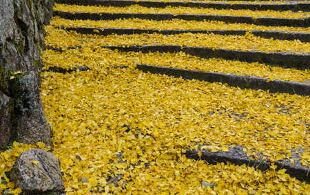 Fallen autumn yellow leaves of ginkgo tree on stepsの写真素材