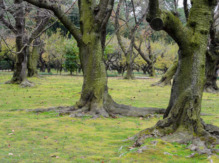 Cherry blossom trees with green moss cover on grounds in Japanの写真素材