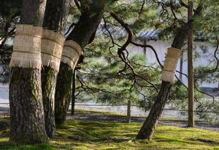 Japanese pine tree garden with moss on ground in kyoto, Japanの写真素材