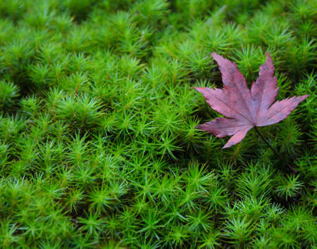 Fallen autumn red maple foliage on green moss backgroundの写真素材