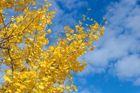 Ginkgo tree with yellow leaves in blue sky, fall backgroundの写真素材
