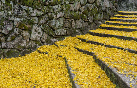 Fallen autumn yellow leaves of ginkgo tree on stepsの写真素材