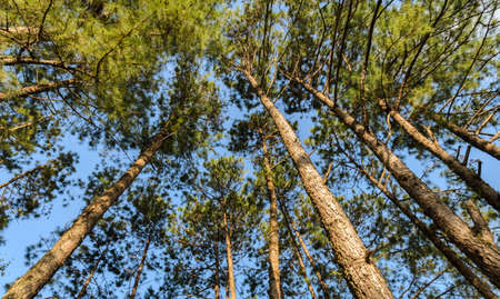 Green nature scenic view of big and tall pine trees in the forest when looking up. Low angle shotの写真素材