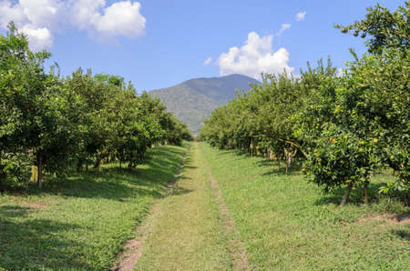 Orange grove with Orange fruit on its tree in Thailand