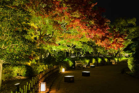 Night scenery of Autumn Japanese garden with maple foliage illumination in Okayama, Japanの写真素材
