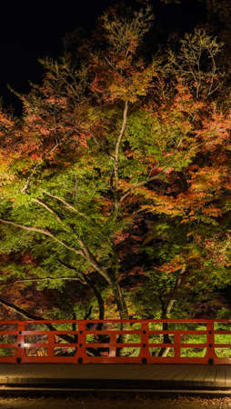 Autumn Japanese garden with maple foliage lighted up at night in Kyoto, Japanの写真素材