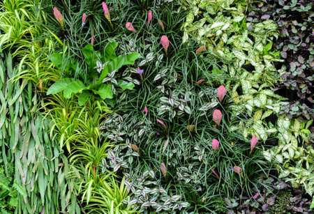 Natural green vertical garden wall with various tropical flora plants combinationの写真素材