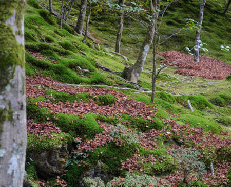 Green moss garden with fallen maple leaves on grounds in kyoto, Japanの写真素材