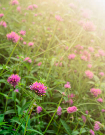 Pink flower field of Gomphrena globosa or globe amaranth garden with sunlightの写真素材