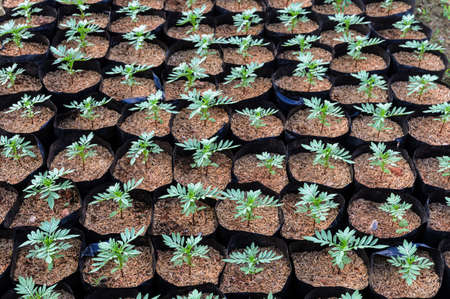 Mexican marigold or Tagetes erecta seedlings plant in a nursery with rice huskの写真素材