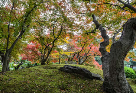 Japanese Autumn color of maple trees in Korakuen garden, Okayama, Japanの写真素材