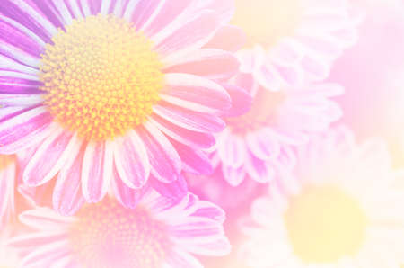 Close up of bright pink Chrysanthemum flowers blooming in the garden. Soft filttered imageの写真素材