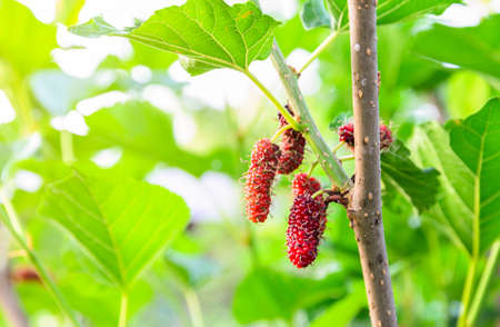 Fresh unripe red mulberries  fruit on its tree. Mulberry leaves is useful in the cultivation of silkwormsの写真素材