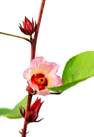 Roselle or Hibiscus sabdariffa plant of flower and fruits on its tree isolated on white background. Roselle Hibiscus calyces is prepared as a red beverage of cold drink or hot tea