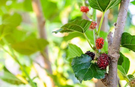 Fresh unripe red and black mulberries  fruit on its tree. Mulberry leaves is useful in the cultivation of silkwormsの写真素材