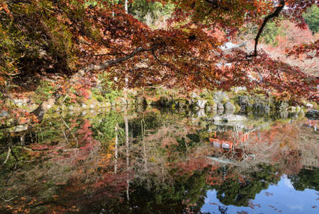Beautiful vermilion leaves in autumn with reflection on pond in Japan