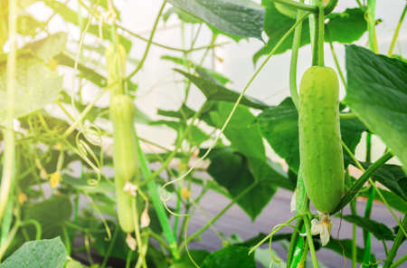 Young cucumber hanging on the vine in greenhouseの写真素材