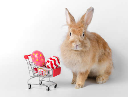 Brown adorable rabbit with colorful three easter eggs in shopping cart on white backgroundの写真素材