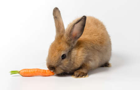 Brown cute bunny rabbit crouched and eating fresh baby carrot on white backgroundの写真素材