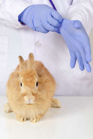 Brown sick rabbit sit on white table for health check up by Vet doctor in white uniform wearing...