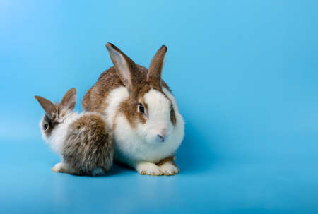 Adorable mother and baby rabbit   portraiton blue background. Pet animal family concept.