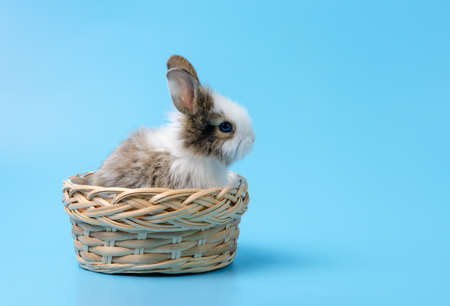 Cute baby rabbit sitting in wicker basket on blue backgroundの写真素材