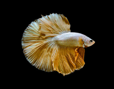 Siamese fighting fish or Betta splendens fish, popular aquarium fish in Thailand. Yellow half moon...