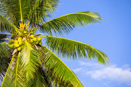 Coconut palm tree with fruit against blue sky