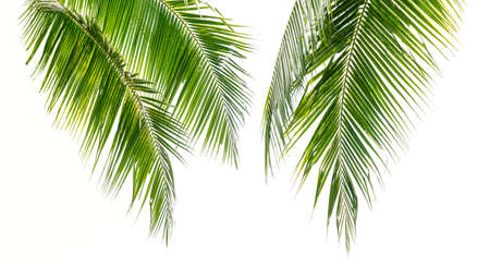Coconut palm leaves isolated on white backgroundの写真素材