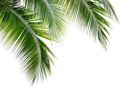 Green coconut palm leaves isolate on white backgroundの写真素材