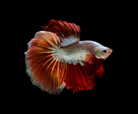 Siamese fighting fish or Betta splendens fish, popular aquarium fish in Thailand. Yellow and red half moon tail betta fighting fish motion isolated on black backgroundの写真素材