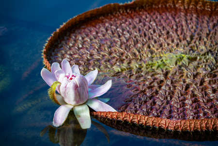 Victoria Amazonica,  Giant water lily with white flower floating in pondの写真素材