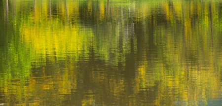 Green trees and yellow flower reflected on water of pond in the park, blurred abstract backgroundの写真素材