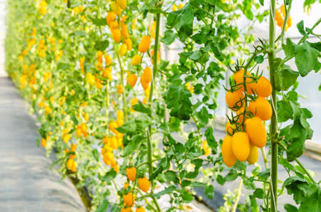 Fresh bunch of yellow ripe cherry tomatoes on the plant in greenhouse organic gardenの写真素材