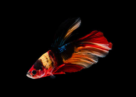 Siamese fighting fish or Betta splendens fish, popular aquarium fish in Thailand. Colorful half moon tail betta fighting fish  motion isolated on black backgroundの写真素材