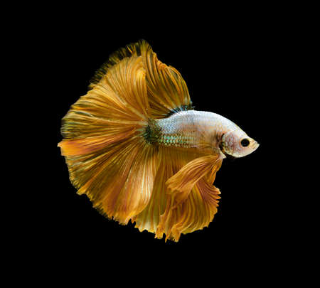 Siamese fighting fish or Betta splendens fish, popular aquarium fish in Thailand. Yellow half moon tail betta fighting fish motion isolated on black backgroundの写真素材