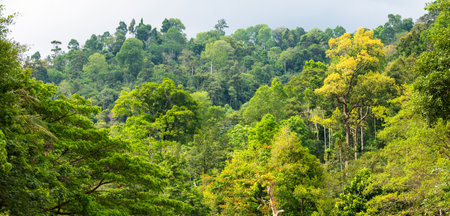Asia rainforest jungle nature backgroundの写真素材