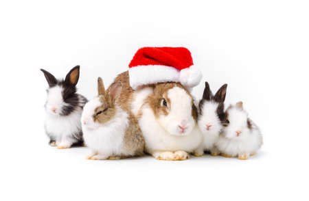 Adorable Mother rabbit in the red Christmas hat and four newborn bunny sitting on white background. Celebrate holiday with Christmas bunny pet familyの写真素材