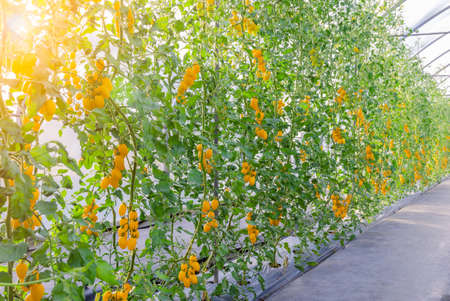 Fresh bunch of yellow ripe cherry tomatoes plant growth in organic greenhouse gardenの写真素材