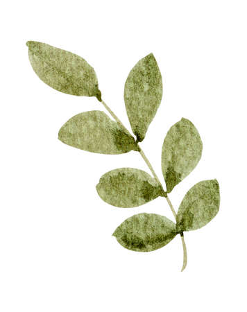 Green leaf watercolor on white backgroundの写真素材