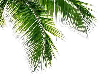 Green coconut palm leaves isolate on white backgroundの写真素材