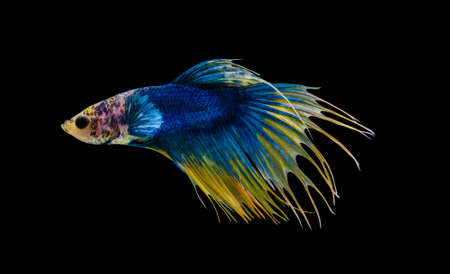 Siamese fighting fish or Betta splendens fish, popular aquarium fish in Thailand. Yellow and blue crowntail betta fighting fish motion isolated on black backgroundの写真素材